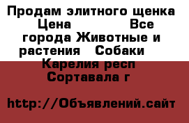 Продам элитного щенка › Цена ­ 30 000 - Все города Животные и растения » Собаки   . Карелия респ.,Сортавала г.